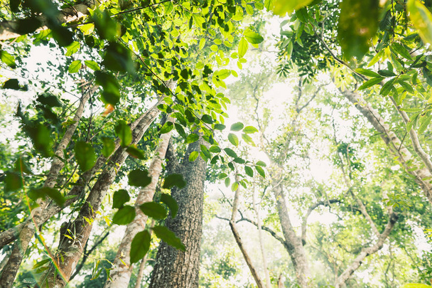 Gündüz ormanda  - Fotoğraf, Görsel
