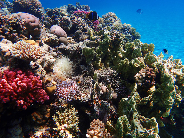 Barriera corallina in Egitto
 - Foto, immagini