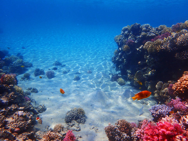 Barriera corallina in Egitto
 - Foto, immagini