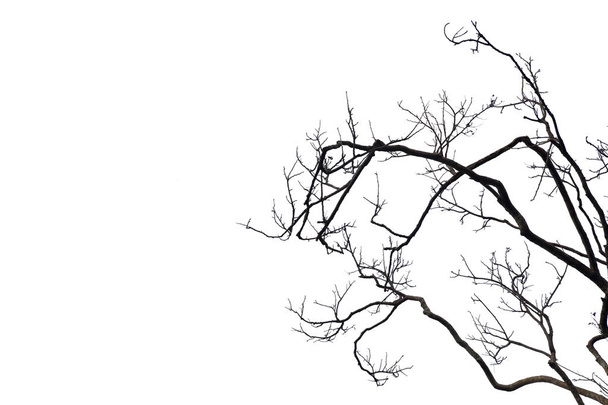 Abgestorbene Äste, Silhouette toter Baum oder trockener Baum auf weißem Grund - Foto, Bild