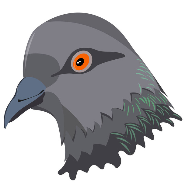 Realistic image of the pigeon bird head. Vector. - Vector, Image