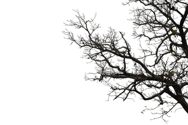 Ölü dallar, siluet ölü ağaç veya kuru ağaç üzerinde beyaz backgr - Fotoğraf, Görsel