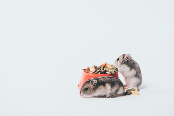deux hamsters poilus mignons près du bol avec de la nourriture pour animaux sur fond gris
 - Photo, image