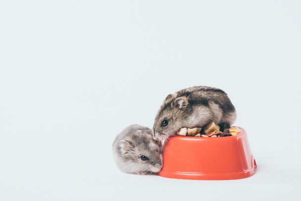 adorables hámsters peludos cerca de un tazón con comida seca para mascotas sobre fondo gris
 - Foto, Imagen