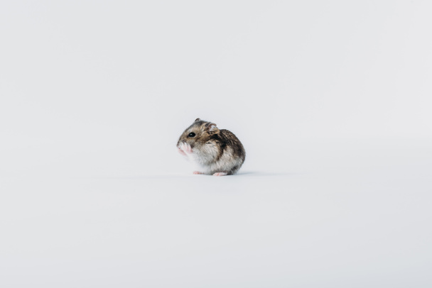 adorable furry hamster washing on grey background with copy space - Valokuva, kuva