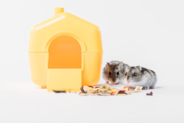 adorables hámsters cerca de casa de mascotas de plástico amarillo y comida seca en gris
 - Foto, Imagen