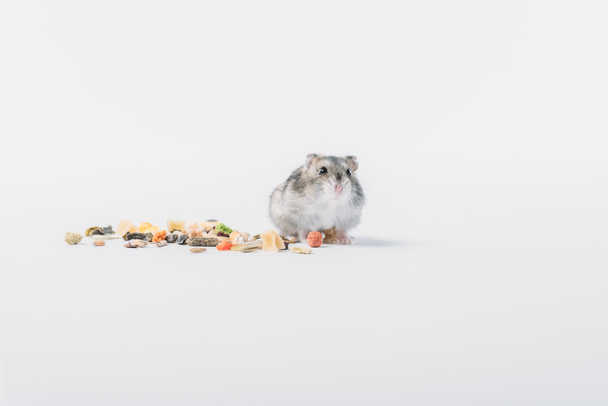 adorable fluffy hamster near dry pet food on grey background with copy space - Foto, Imagen