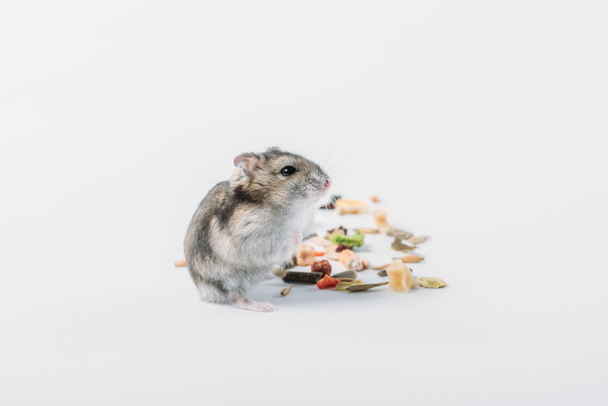 niedliche pelzige Hamster in der Nähe von Trockenfutter auf grauem Hintergrund mit Kopierraum - Foto, Bild
