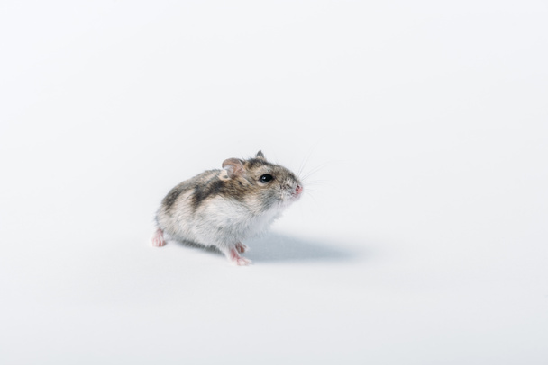 adorable grey fluffy hamster on grey background with copy space - Photo, Image