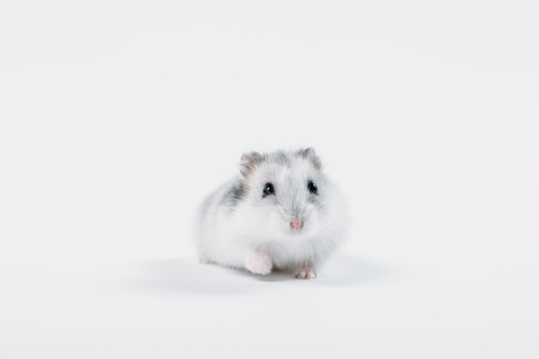 funny fluffy hamster looking at camera on grey background with copy space - Foto, Imagen