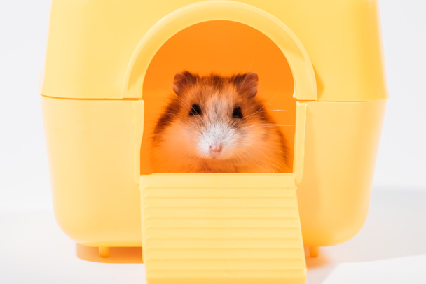 adorable funny hamster sitting in yellow pet house and looking at camera on grey - Fotoğraf, Görsel