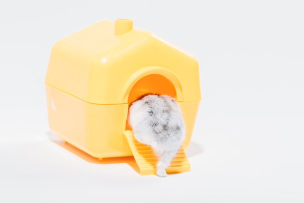 back view of funny hamster getting into yellow pet house on grey - Photo, Image