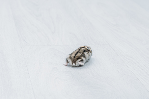 adorable funny hamster on grey wooden background with copy space - Photo, Image