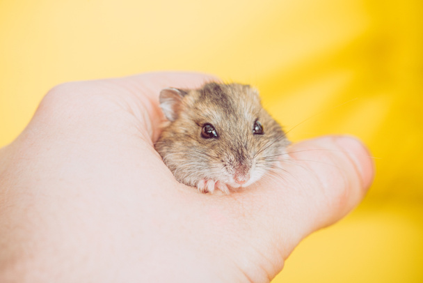 bijgesneden weergave van de mens bedrijf schattige pluizige hamster op geel - Foto, afbeelding