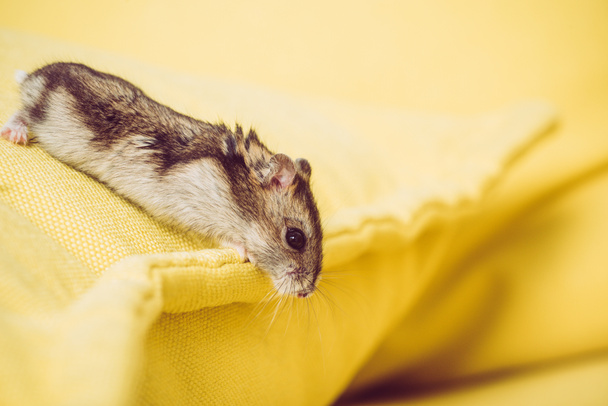 selective focus of funny furry hamster on yellow textured background - Foto, immagini
