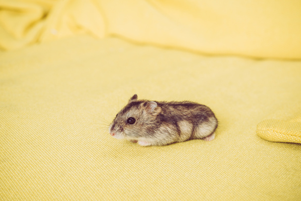 entzückender grauer pelziger Hamster sitzt auf gelb strukturiertem Hintergrund - Foto, Bild