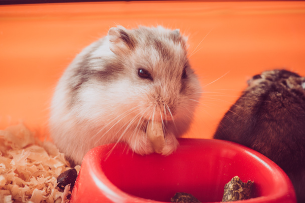 schattige pluizige hamster eten moer in de buurt van oranje plastic kom - Foto, afbeelding