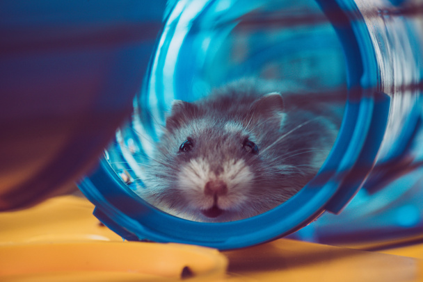 selective focus of cute hamster sitting in blue plastic tunnel - Foto, imagen