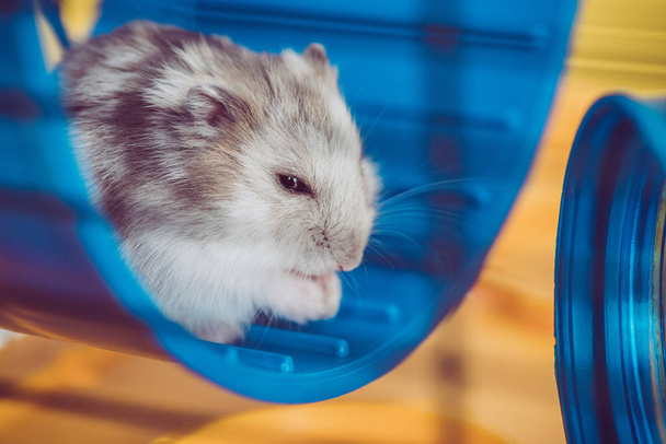 selectieve focus van schattige hamster zittend in blauw plastic wiel in de zon - Foto, afbeelding