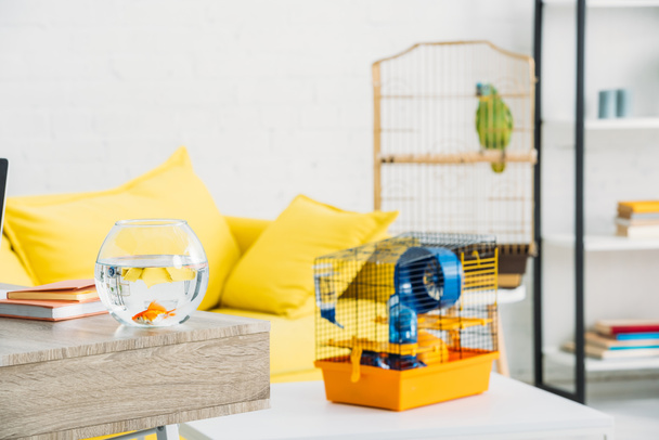 κλουβί κατοικίδιων ζώων και ενυδρείο με χρυσό ψάρι στο ελαφρύ ευρύχωρο σαλόνι - Φωτογραφία, εικόνα