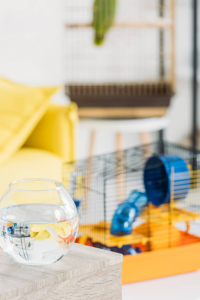 selective focus of fish bowl and pet cage with blue plastic wheel and tunnel - 写真・画像