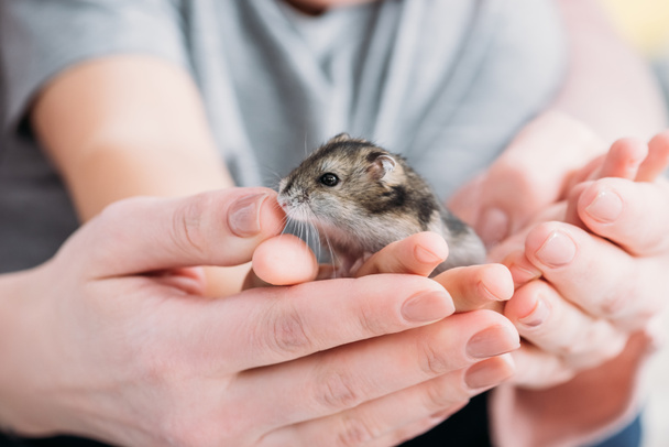 Selektiver Fokus von Mutter und Sohn mit entzückendem Hamster in den Händen - Foto, Bild