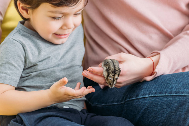 cropped view of woman holding fluffy hamster while sitting near smiling son - Foto, imagen