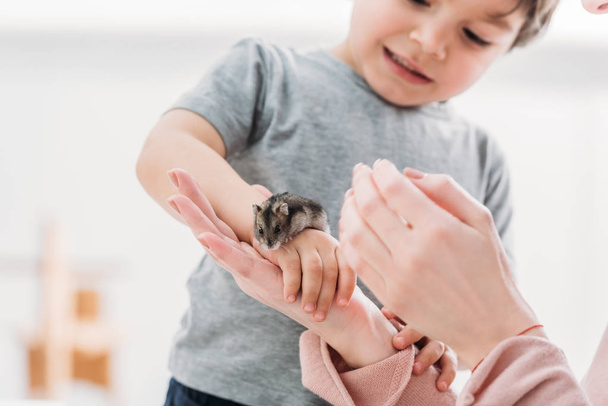 cropped view of woman with adorable son holding cute fluffy hamster - Fotografie, Obrázek