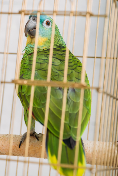 foco seletivo de papagaio-da-amazônia verde brilhante sentado na gaiola
 - Foto, Imagem