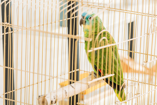 selective focus of bright green amazon parrot sitting in bird cage - Foto, afbeelding