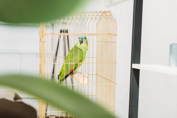 selective focus of cute green amazon parrot sitting in bird cage - Foto, afbeelding