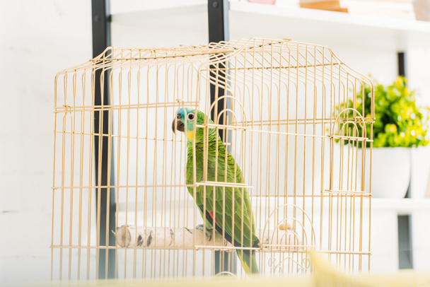selective focus of bright green amazon parrot sitting in bird cage near flowerpot - Zdjęcie, obraz