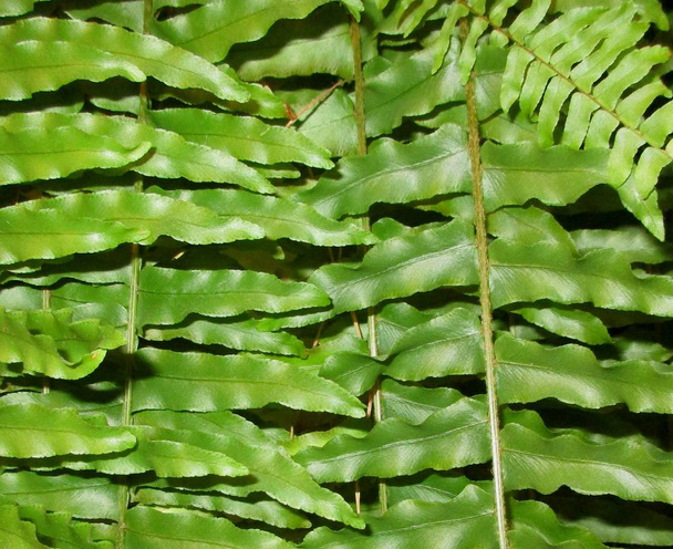 Green leaves of a fern remind feathers of birds - Fotografie, Obrázek