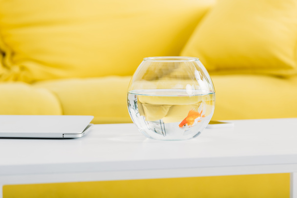 家の白いテーブルの金の魚およびラップトップが付いている魚のボウル - 写真・画像