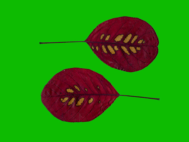 aislado dos hojas rojas sobre el fondo verde sólido
 - Foto, Imagen