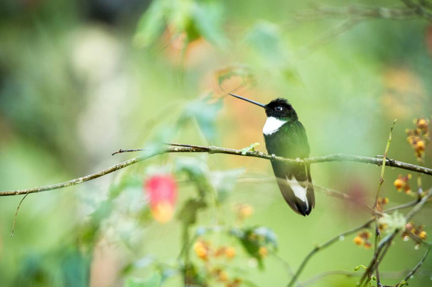Γιακά inca κάθεται στο υποκατάστημα, κολιμπρί από βουνά, Κολομβία, Nevade Ντελ Ρουίζ, πουλί κούρνιασμα, μικρό όμορφο πουλί που αναπαύεται στον κήπο, σαφές υπόβαθρο, εξωτικό κυνήγι στη Λατινική Αμερική - Φωτογραφία, εικόνα