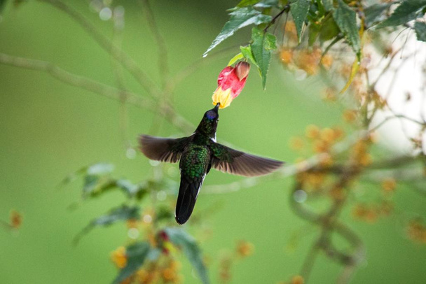 黄色とオレンジの花、広げた翼を持つコロンビア ハチドリ、花、庭、飛行中の鳥の環境で動物から花蜜をしゃぶりハチドリの横にある Colared インカ howering - 写真・画像