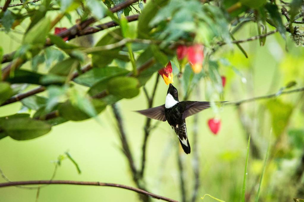 黄色とオレンジの花、広げた翼を持つコロンビア ハチドリ、花、庭、飛行中の鳥の環境で動物から花蜜をしゃぶりハチドリの横にある Colared インカ howering - 写真・画像
