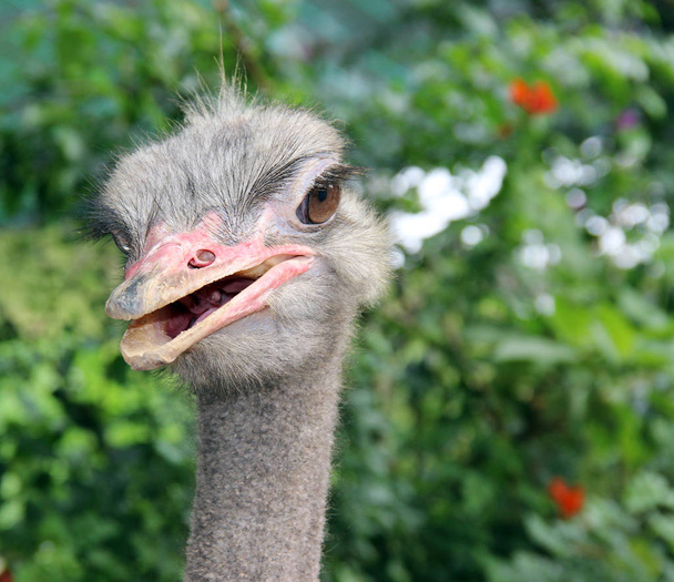 struisvogel kop op de achtergrond van planten - Foto, afbeelding