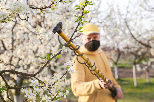 Maataloustyöntekijä ruiskuttaa torjunta-ainetta hedelmäpuihin. Tauti ja hyönteisten hoito hedelmätarhassa. Hedelmäpuiden hoito
. - Valokuva, kuva