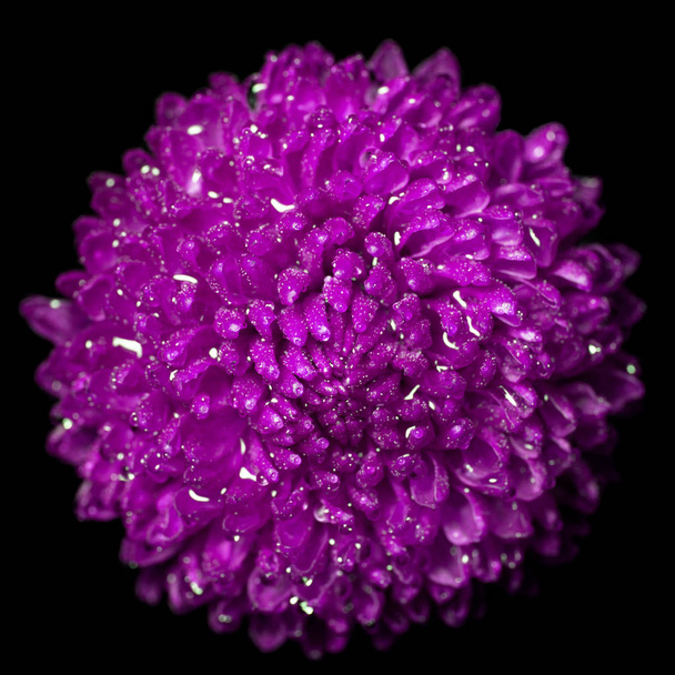 Purple / violet flower isolated on black background. Flowers background - Photo, Image