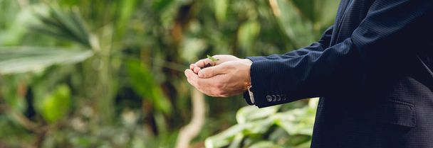 panoramische foto van zakenman in pak met groene Sprout en gemalen in handen in Oranjerie - Foto, afbeelding