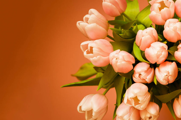 Kytice růžových (korálového) tulipány na korálovém pozadí - Fotografie, Obrázek