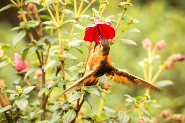Shining sunbeam howering obok czerwony kwiat, Kolumbia Koliber z rozpostartymi skrzydłami, Koliber ssie nektar z blossom, dużej wysokości zwierzę w swoim środowisku, Egzotyczna przygoda - Zdjęcie, obraz