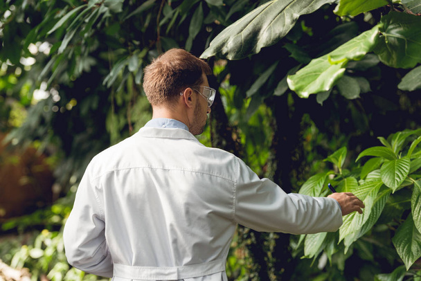 back view of scientist in white coat and goggles examining plants in orangery - Foto, imagen