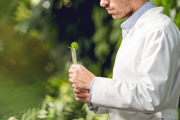 abgeschnittene Ansicht eines Wissenschaftlers im weißen Kittel, der Kolben mit Pflanzenprobe in der Orangerie hält - Foto, Bild