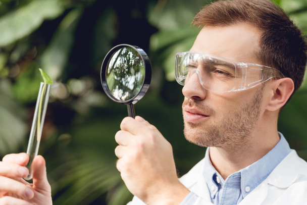 guapo científico en bata blanca y gafas mirando frasco con muestra de planta a través de lupa en naranjería
 - Foto, imagen
