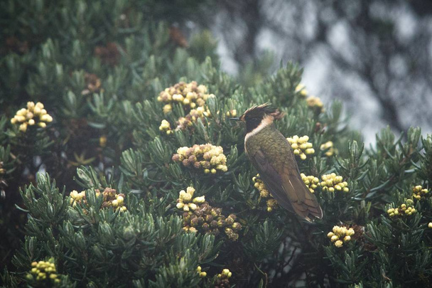 Yeşil sakallı helmetcrest ağaçta Sarı çiçekli, Kolombiya, sinekkuşu nektar çiçeği, yüksek irtifa hayvan çevre, egzotik macera, yabani hayvanlar ve bitkiler yerinden emme dinlenme - Fotoğraf, Görsel