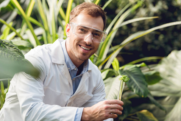 selektywne skupienie uśmiechniętego przystojnego naukowca w białej sierści i goglach przy próbce roślinnej w kolbie w oranżerii - Zdjęcie, obraz