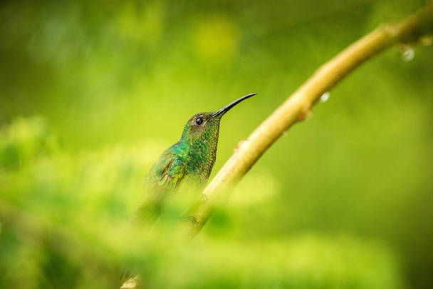 Brillante Puffleg sentado en la rama en la lluvia, colibrí de la selva tropical, Colombia, pájaro posado, pájaro pequeño hermoso descansando en el árbol en el jardín, fondo claro, escena de la naturaleza de la vida silvestre
 - Foto, Imagen